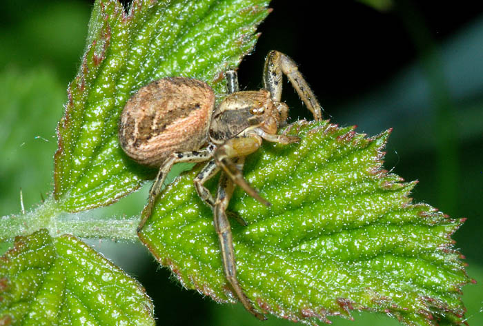 Xysticus sp.